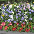 P6302050