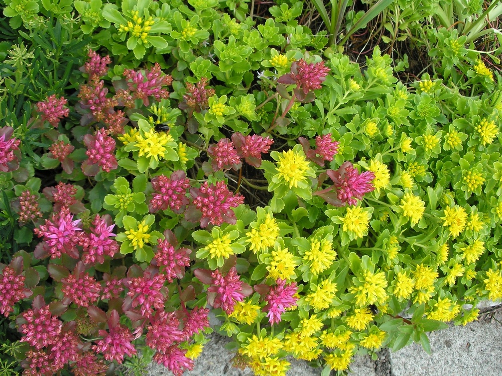 P6302069J