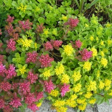 P6302069J