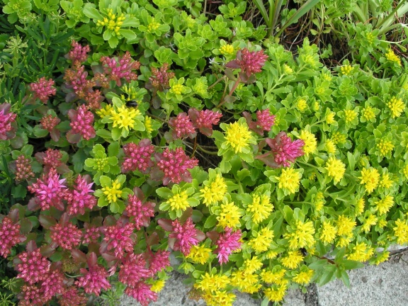 P6302069J