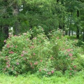 P6302098