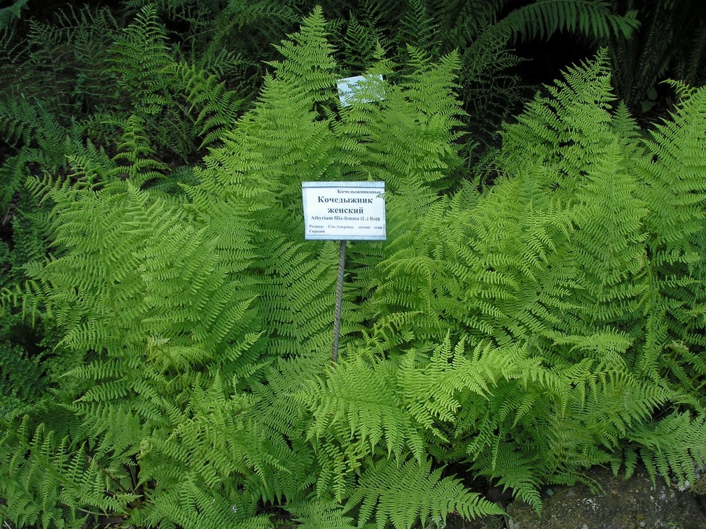 P6302125