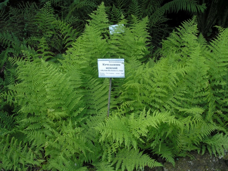 P6302125