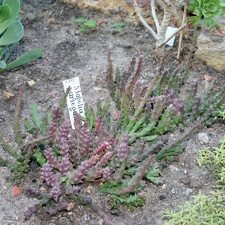 Stapelia variegata A