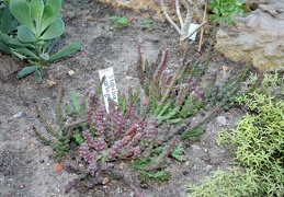 Stapelia variegata A