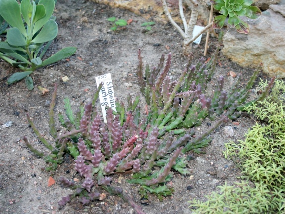 Stapelia variegata A