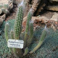 Subpilocereus repandus    - A