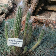 Subpilocereus repandus    - A
