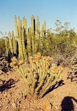 Ботанический сад в Финексе (Аризона)