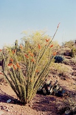 Ботанический сад в Финексе (Аризона)