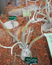 Adenium obesum v  multiflorum