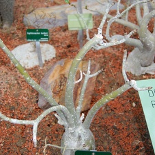 Adenium obesum v  multiflorum