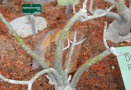 Adenium obesum v  multiflorum