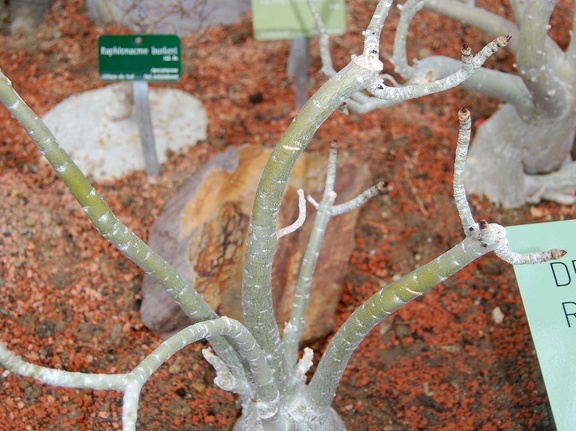 Adenium obesum v  multiflorum