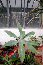 Agave attenuata