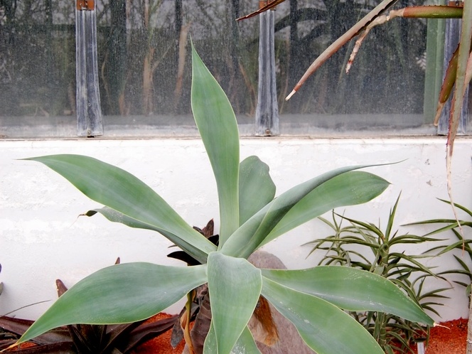 Agave attenuata