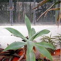 Agave attenuata