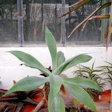 Agave attenuata