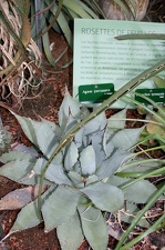 Agave parrasana