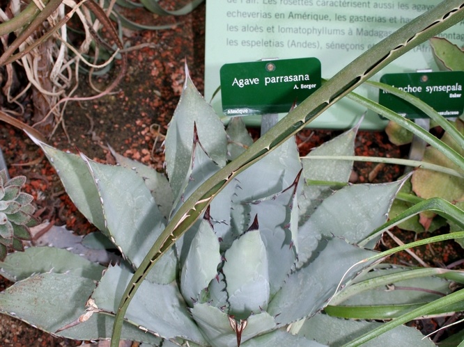 Agave parrasana