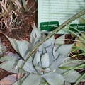 Agave parrasana
