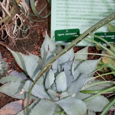 Agave parrasana
