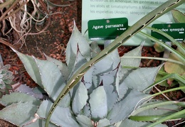 Agave parrasana