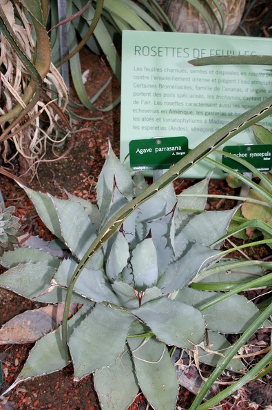 Agave_parrasana.JPG