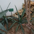 Agave sisalina