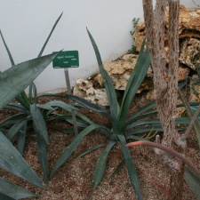 Agave sisalina