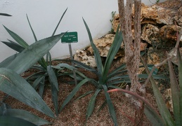 Agave sisalina