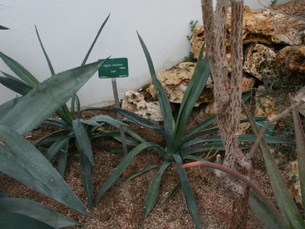 Agave sisalina