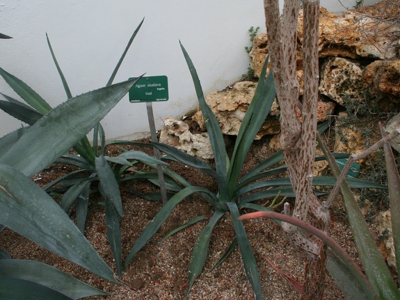 Agave sisalina