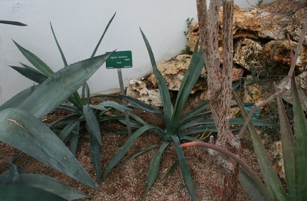 Agave sisalina