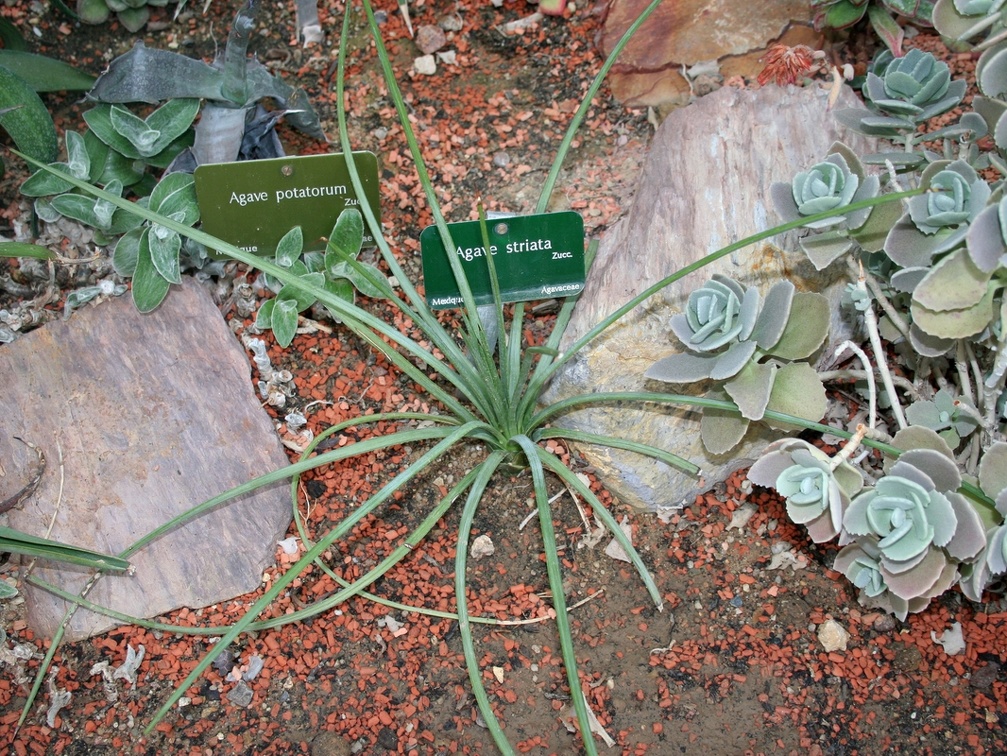 Agave striata