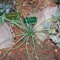 Agave striata