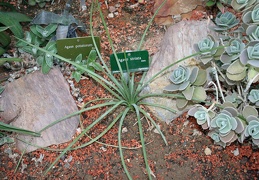 Agave striata