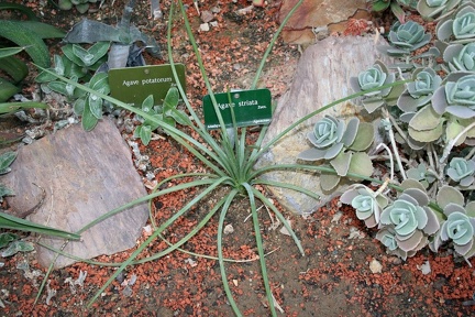 Agave striata