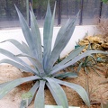 Agave tequilana
