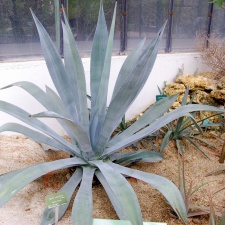 Agave tequilana