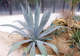 Agave tequilana