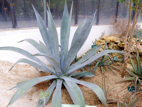 Agave tequilana