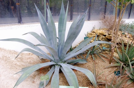 Agave tequilana
