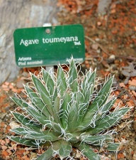 Agave toumeyana