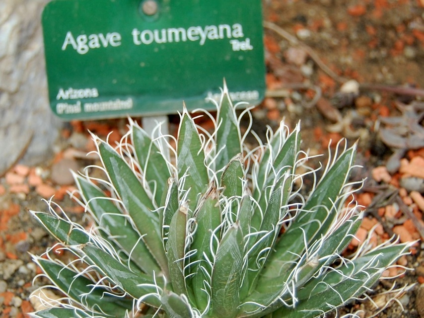 Agave toumeyana
