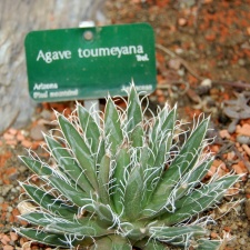 Agave toumeyana