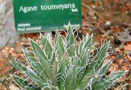 Agave toumeyana