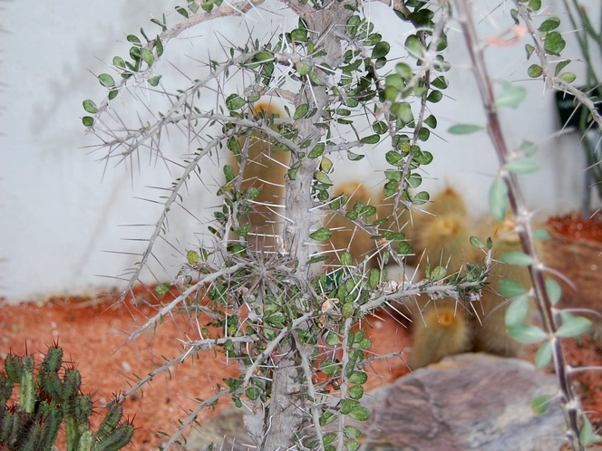 Alluaudia comosa