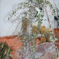 Alluaudia comosa