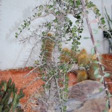 Alluaudia comosa
